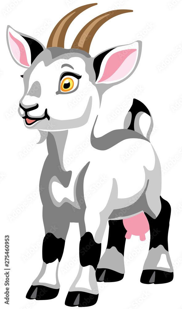 cartoon white goat female. Isolated vector illustration for babies and little kids cartoon white goat female. Isolated vector illustration for babies and little kids