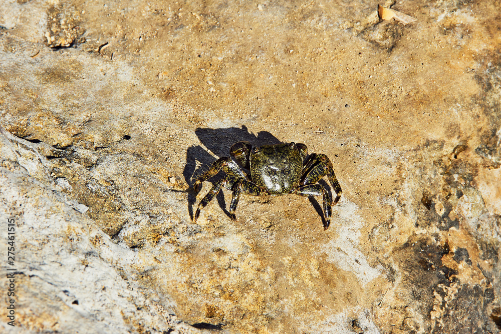Obraz premium Crab on the rocky coast of Mediterranean sea in Greece.