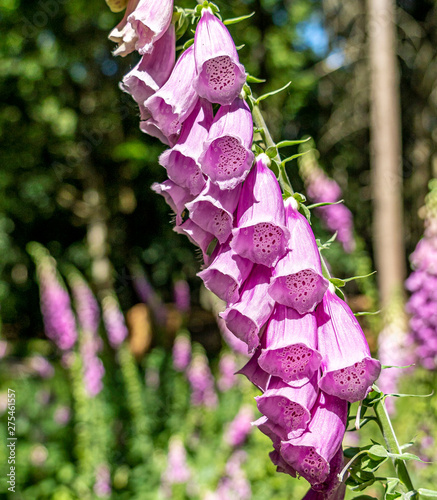 flowering foxglove in the taunus forest, germany photo