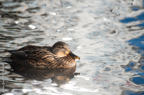 Female duck clean on lake water reflection nature  wild autumn