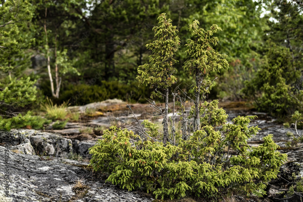 A small evergreen juniper (Juniperus) growing on a rock, against a background of trees. A small evergreen juniper (Juniperus) growing on a rock, against a background of trees.