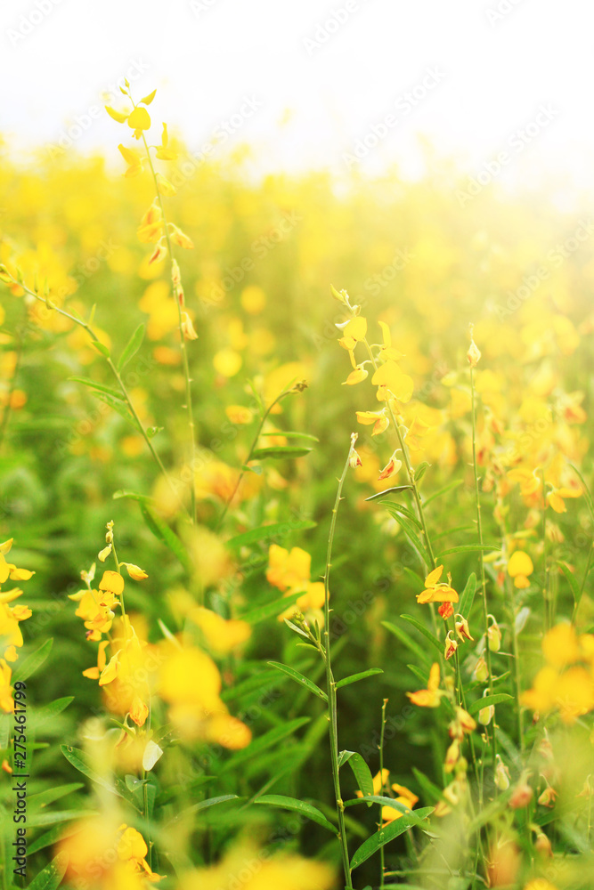 Fototapeta premium Beautiful yellow Sun hemp flowers or Crotalaria juncea farm in beautiful sunlight on the mountain in Thailand.A type of legume.