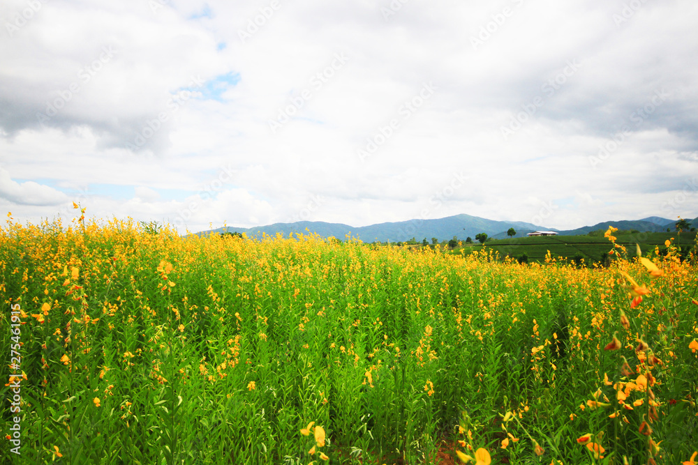 Beautiful yellow Sun hemp flowers or Crotalaria juncea farm on the mountain in Thailand.A type of legume.
