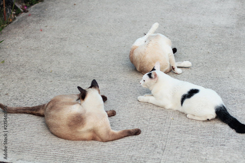 Cute Siamese cats enjoy and sit on concrete floor with natural in garden Cute Siamese cats enjoy and sit on concrete floor with natural in garden
