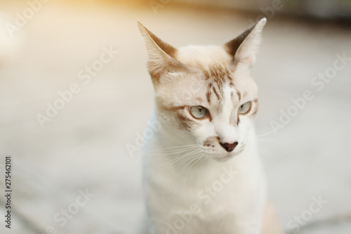 Grey striped cat enjoy with beautiful flowers in garden