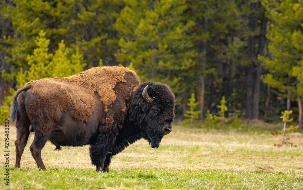 Bison in Yellowstone Nationl Park, Wyoming, US Bison in Yellowstone Nationl Park, Wyoming, US