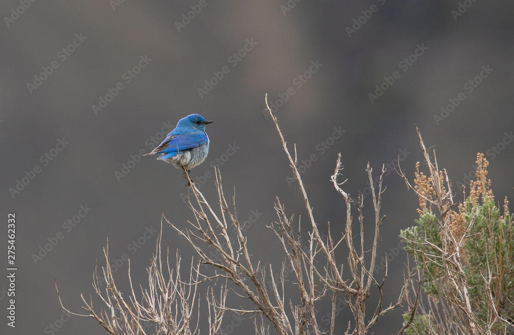 Mountain Bluebird in Yellowsone Natioal Park