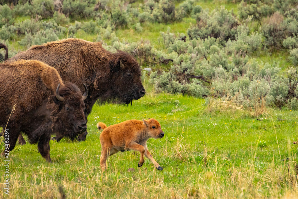 Fototapeta premium Bison and calf in Lamar Valley, Yellowstone NP
