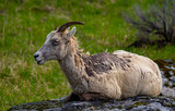 Big Horn sheep Portrait in Yellowstone National Park