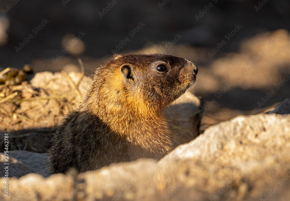 Yellow-bellied Marmot in Yellowstone National Park Yellow-bellied Marmot in Yellowstone National Park