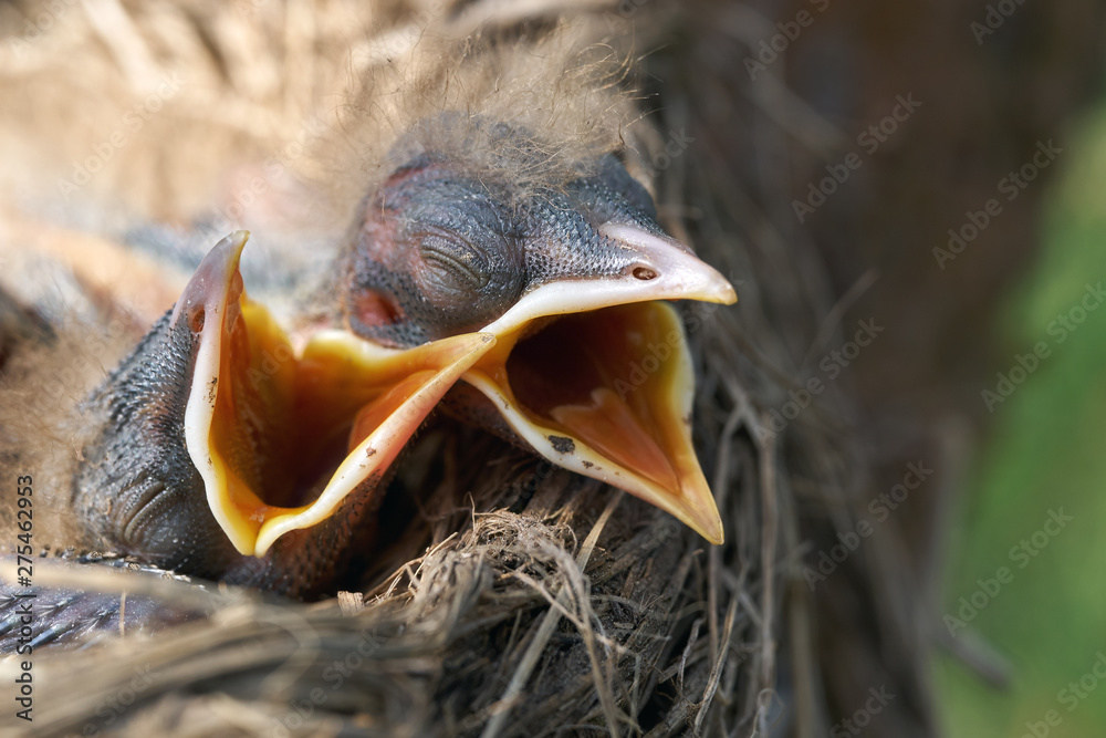 Close up of the hungry newborn thrush's chicks lying near the nest edge and are opening their mouths asking for food from their parents