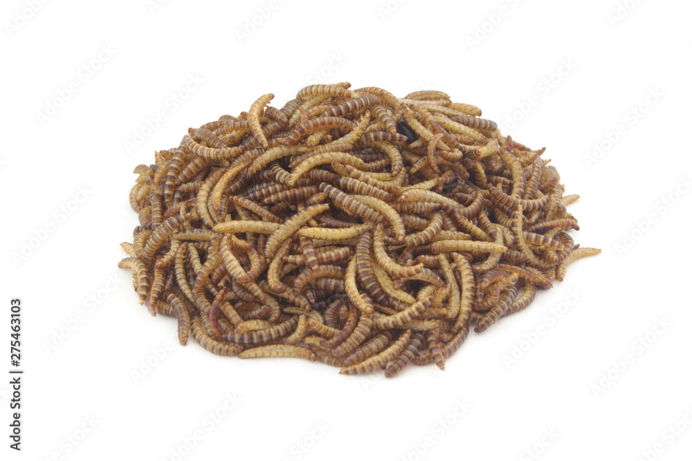 Heap of meal worms larvae for feeding pets, birds reptiles or fish isolated on white background Heap of meal worms larvae for feeding pets, birds reptiles or fish isolated on white background
