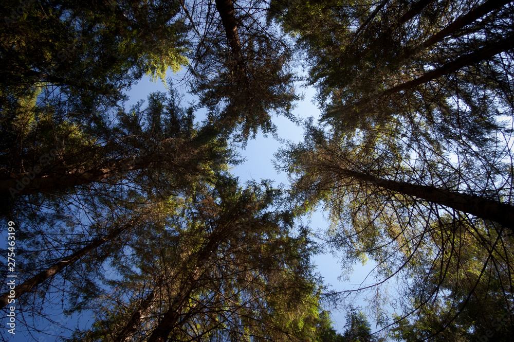 Obraz premium Trunks of trees in spruce forest