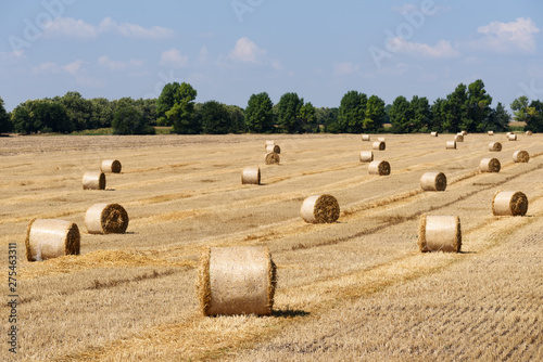 Harvesting grain crops