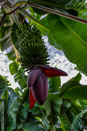 Hanging banana infructescence in a Tenerifian plantation photo