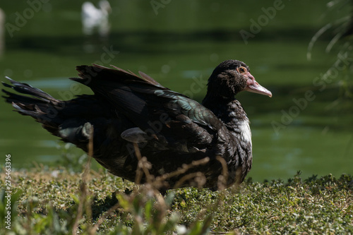 Pato criollo junto a un lago photo