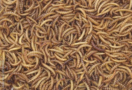 Meal worms larvae as background for feeding pets, birds reptiles or fish © Valerii Evlakhov