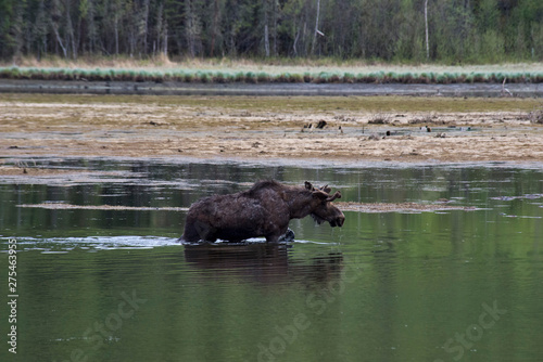 Moose in Lake