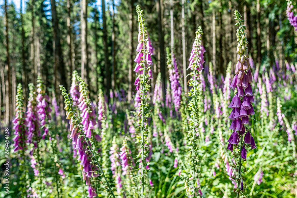 flowering foxglove in the taunus forest, germany