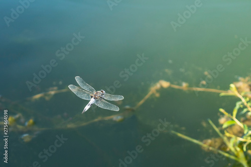 large dragonfly in hovering flight over water. Close up. © Marson