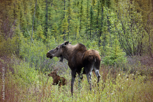 Mother Moose with Calf © David Arment
