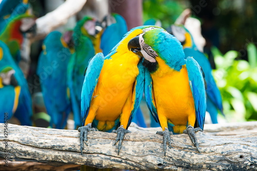 A pair of blue-and-yellow macaws perching at wood branch in jungle. Colorful macaw birds in forest.