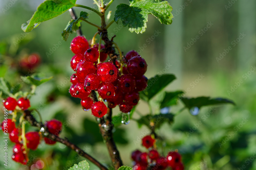 Raindrops on bunches of redcurrant berries that grow on a green bush in the garden