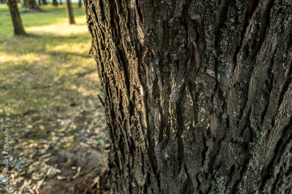 Bark of old tree close up sun light park outdoor Bark of old tree close up sun light park outdoor