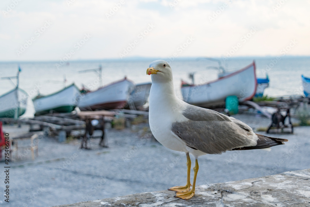 Obraz premium seagull on the pier
