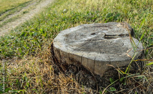 Stump in forest summer mood cutting felling trees grass bark protecting envoronment