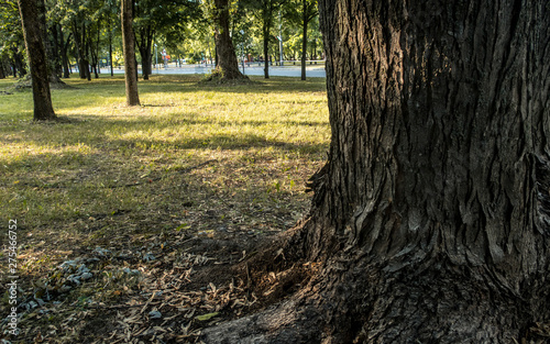Fototapeta Naklejka Na Ścianę i Meble -  Bark of old tree park outdoor  summer landscape background sun light