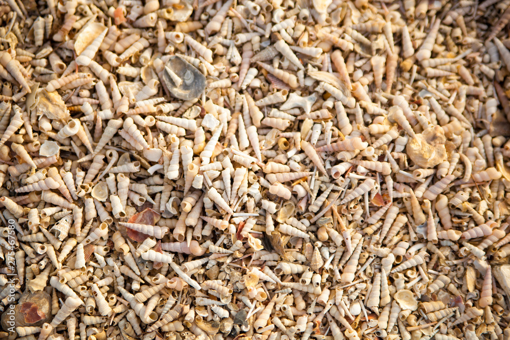Beach of seashells Beach of seashells