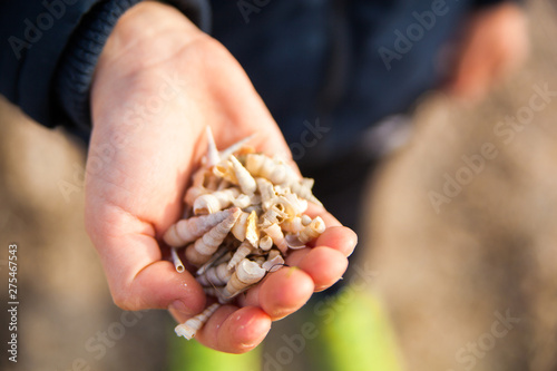 Child's hand holding seashells