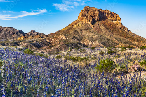 Field of blue bonnets along side Cerro Castellan. photo