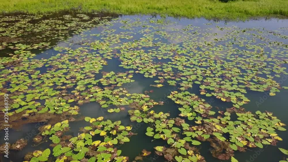 reflection and water weed on the lake, going horizontal left to right. aerial(drone) footage. v15 reflection and water weed on the lake, going horizontal left to right. aerial(drone) footage. v15