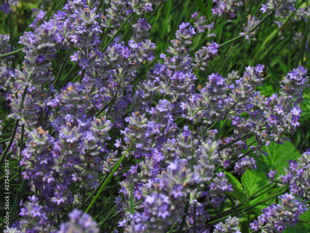 Bundle of dark violet lavender, the healing plant promotes wound healing, treats skin diseases and inflammation, partially out of focus close-up