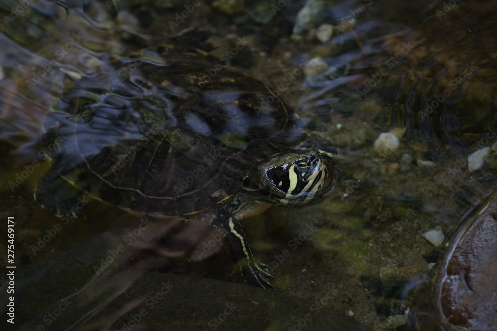 Fototapeta premium Tortuga de orejas blancas - Yellow-bellied slider