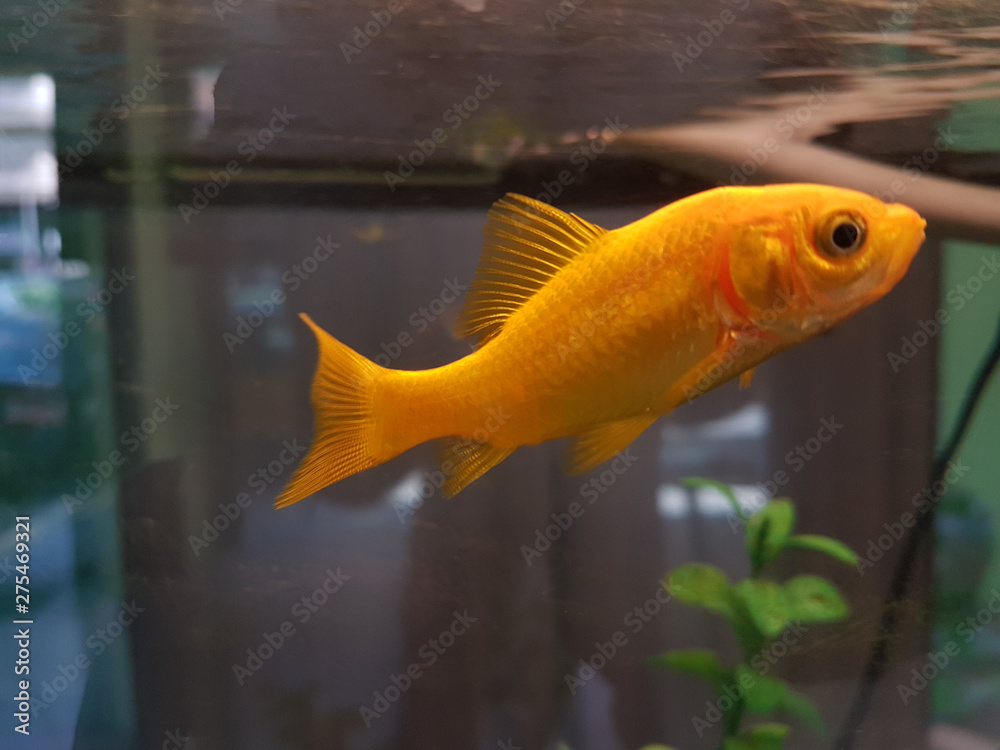 goldfish in glass aquarium similar to natural enviroment goldfish in glass aquarium similar to natural enviroment