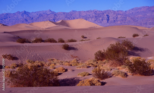 Sinai desert: The sand dunes at Nabq National Park between Sharm el Sheik and Dahab in Egypt photo