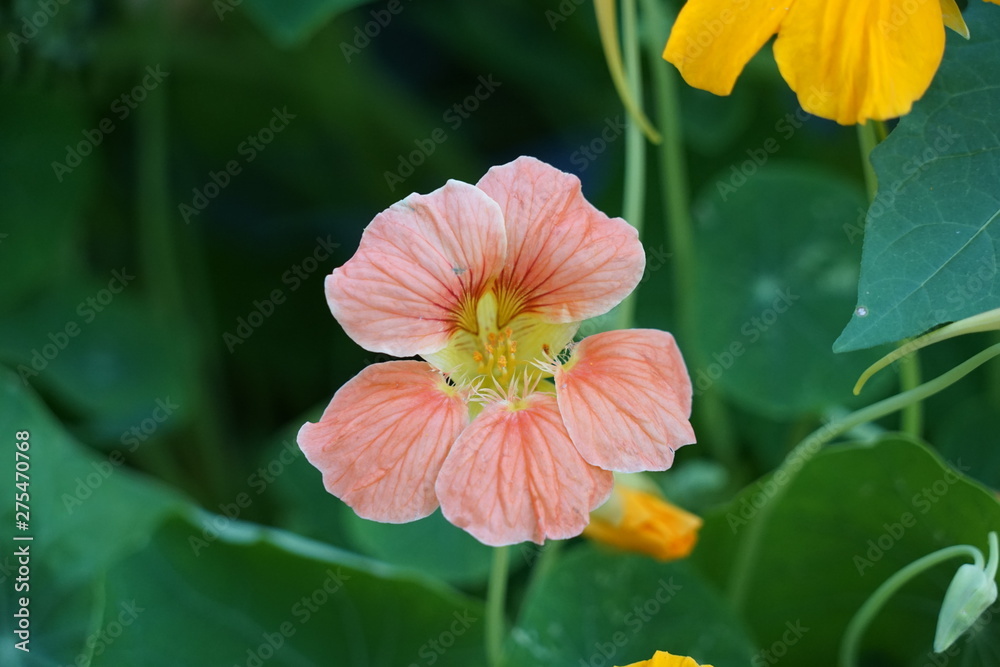 Nasturtium Flower Isolate in Garden Nasturtium Flower Isolate in Garden