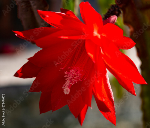 Beautiful red cactus flowers