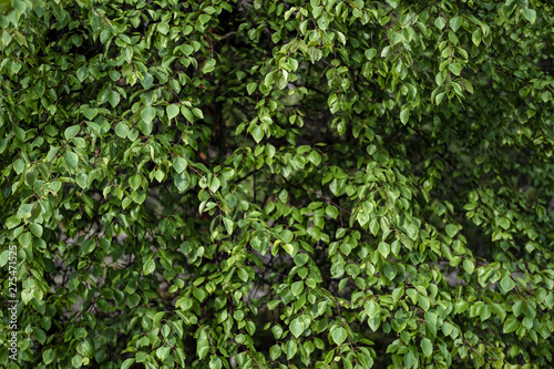 Densely growing birch  Betula  with bright  fresh green leaves. Background.