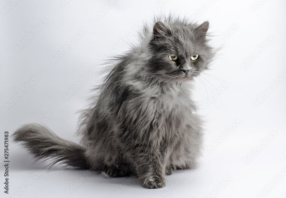 shaggy angry gray adult fluffy cat on a light background