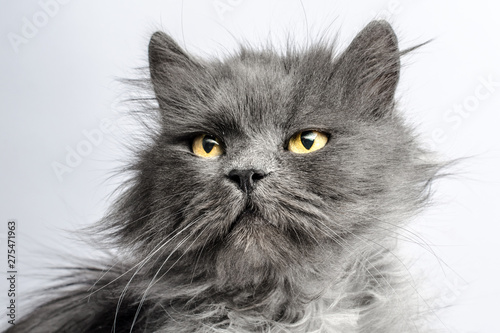 Photos portrait of shaggy gray adult fluffy cat on a light background