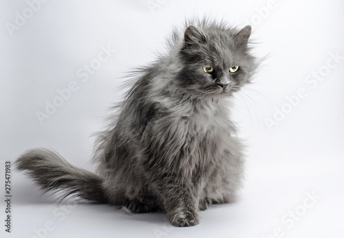 Photos shaggy angry gray adult fluffy cat on a light background
