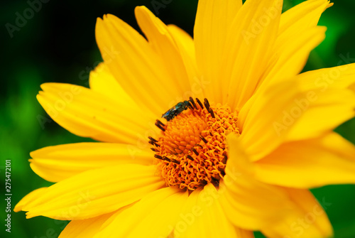 yellow flowers in the garden. summer