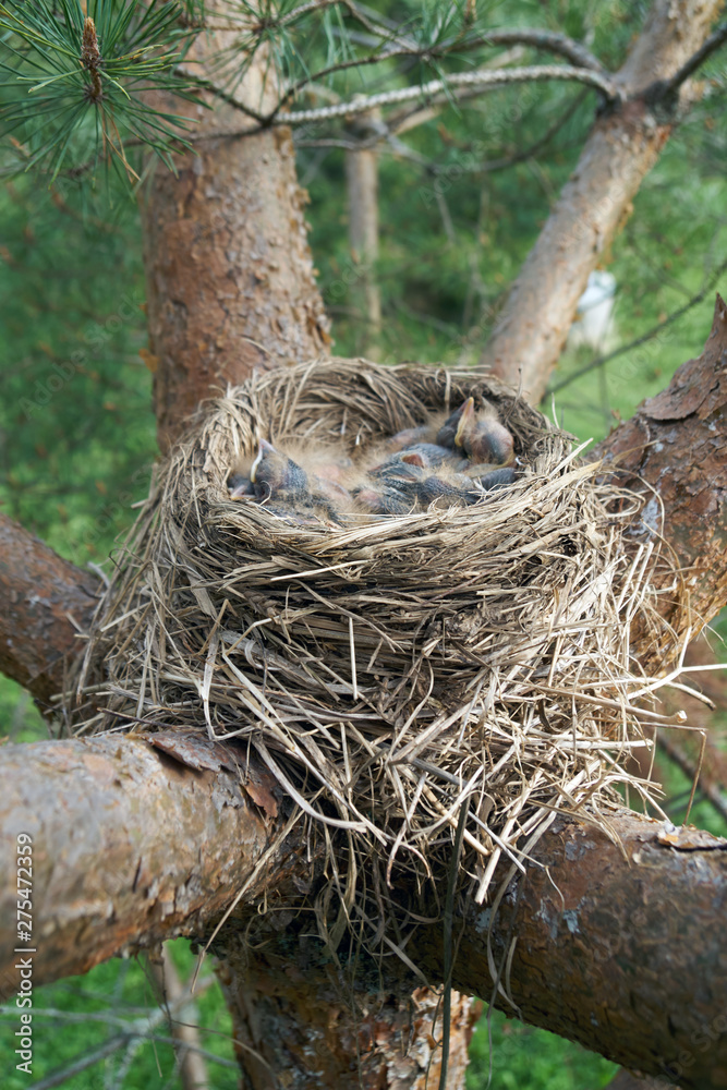 Bird's nest with sleeping newborn thrush nestlings located on the pine tree Bird's nest with sleeping newborn thrush nestlings located on the pine tree