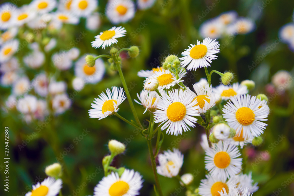 Fototapeta premium wildflowers. close-up. macro. plants. summer