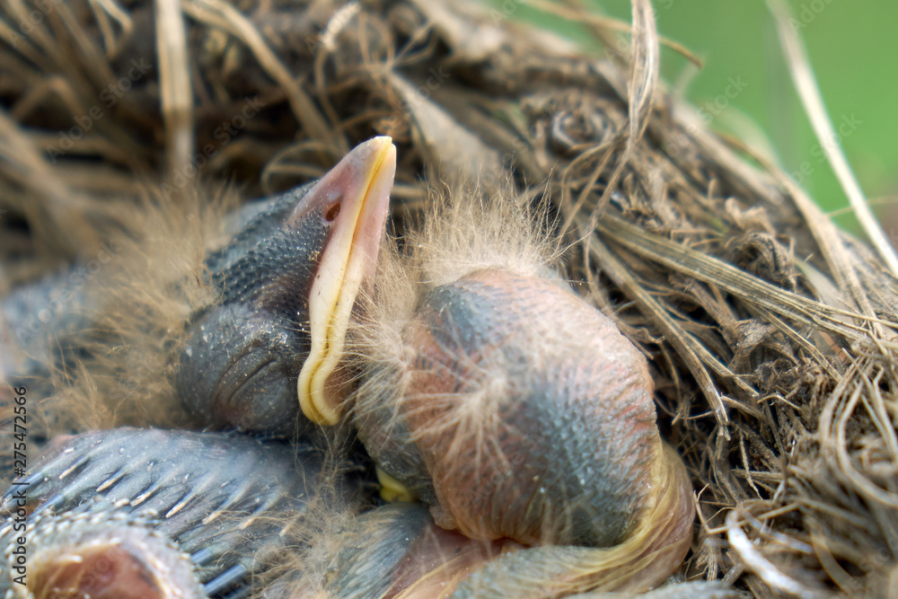 Newly hatched fluffy nestlings of a thrush sleeping in a nest close up. Macro photography