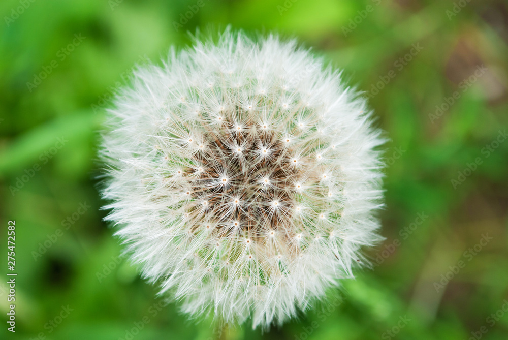 dandelion macro. close-up. summer. background dandelion macro. close-up. summer. background